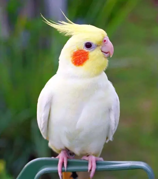 عکس عروس هلندی و کوتوله