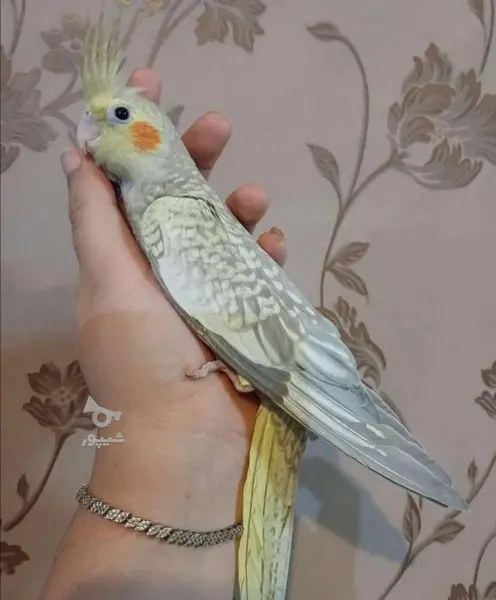 عکس عروس هلندی و کوتوله