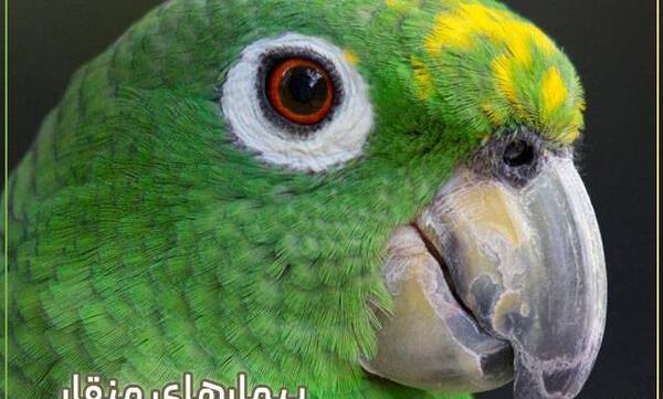 عکس عروس هلندی و کوتوله