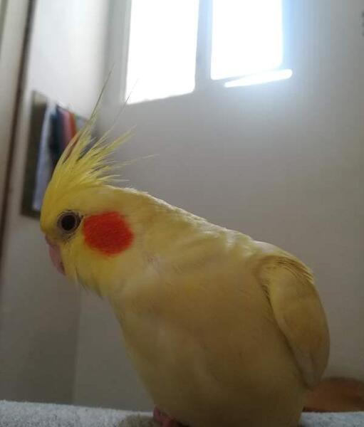 عکس عروس هلندی و کوتوله