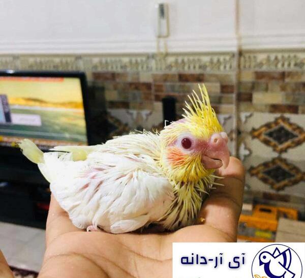 عکس عروس هلندی و کوتوله