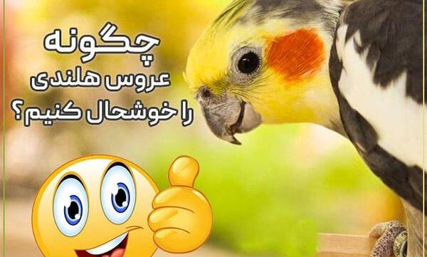 عکس عروس هلندی خیلی کوچولو