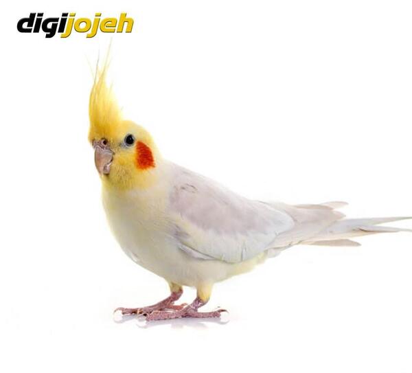 عکس عروس هلندی خیلی کوچولو