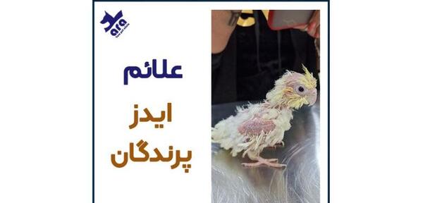 عکس کچلی عروس هلندی
