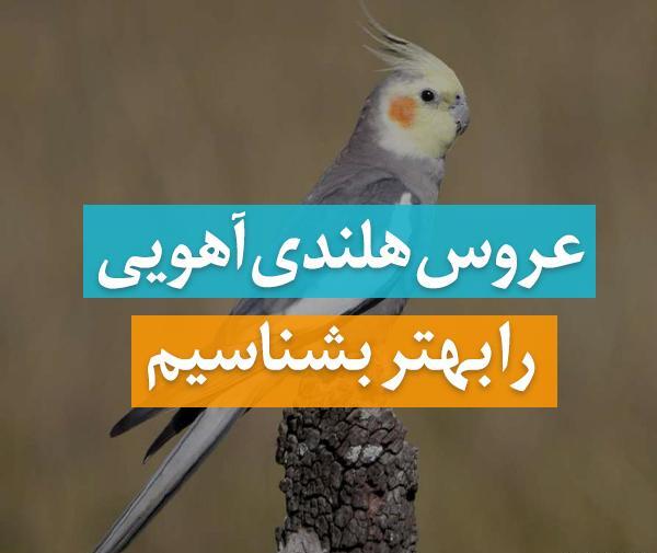 عکس عروس هلندی قیمتش