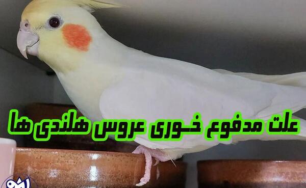 فضله عکس مدفوع عروس هلندی