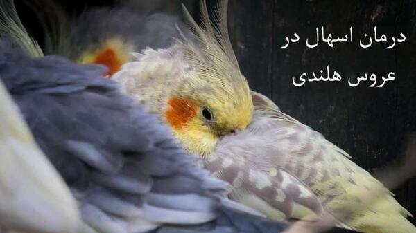 فضله عکس مدفوع عروس هلندی