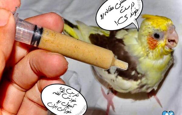 فضله عکس مدفوع عروس هلندی