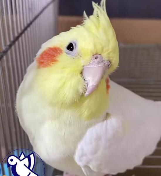 عفونت روده فضله عکس مدفوع عروس هلندی