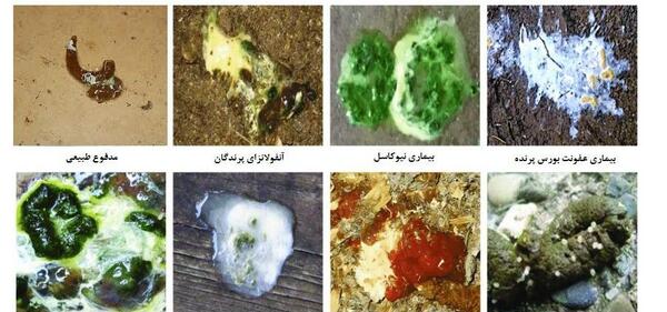 عفونت روده فضله عکس مدفوع عروس هلندی