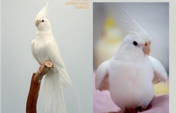 عکس فیلم عروس هلندی سخنگو
