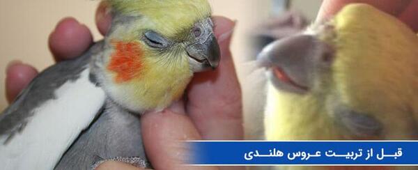 عکس عروس هلندی به اسم فندق