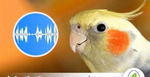 عکس عروس هلندی به اسم فندق