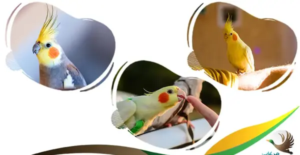 عکس عروس هلندی به اسم فندق