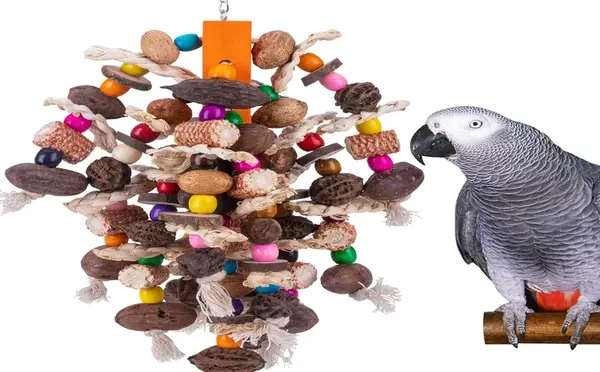 عکس غذای تشویقی عروس هلندی