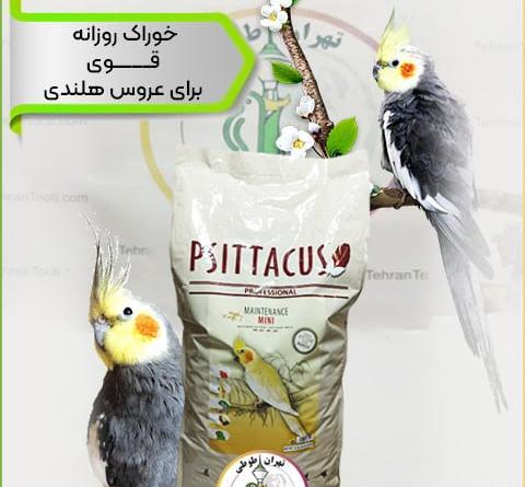 عکس غذای تشویقی عروس هلندی