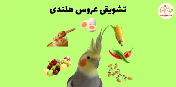 عکس غذای تشویقی عروس هلندی