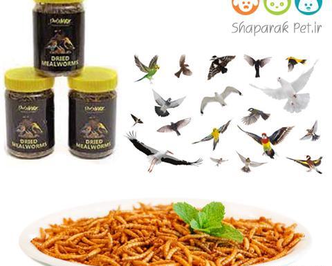 عکس غذای تشویقی عروس هلندی