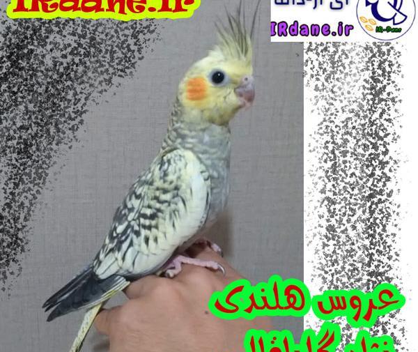 انواع عروس هلندی با عکس