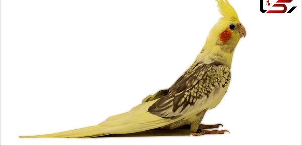 عکس عروس هلندی دو سه ماهه