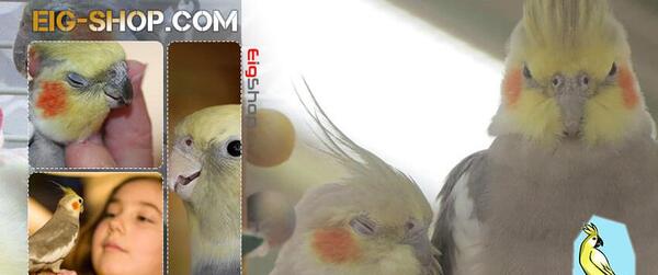 عکس عروس هلندی زرد رنگ