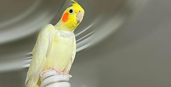 عکس عروس هلندی سفید طلایی