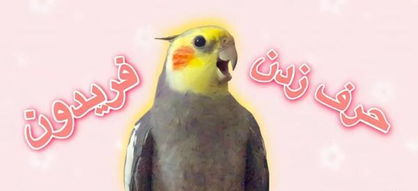 عکس صدای عروس هلندی نر