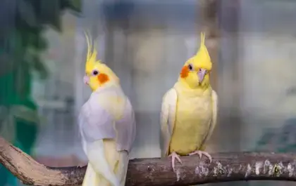 عکس عروس هلندی سیاه و زرد