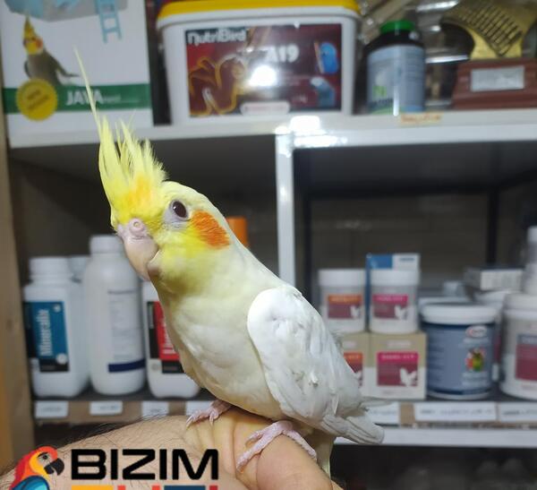 عکس جوجه عروس هلندی 3 ماهه