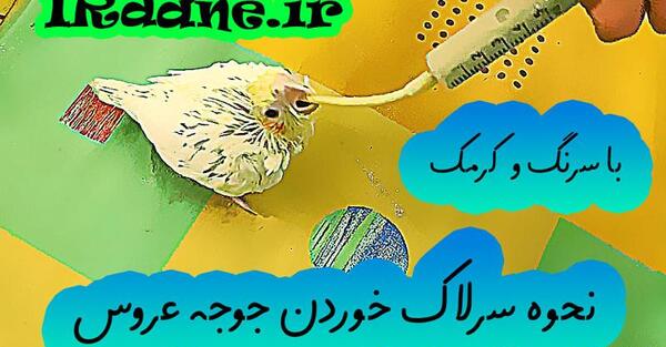 سرلاکی عکس جوجه عروس هلندی ۲۰ روزه