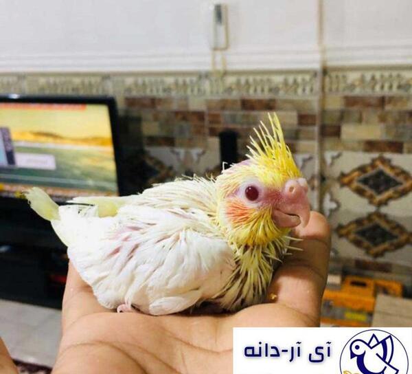 سرلاکی عکس جوجه عروس هلندی ۲۰ روزه