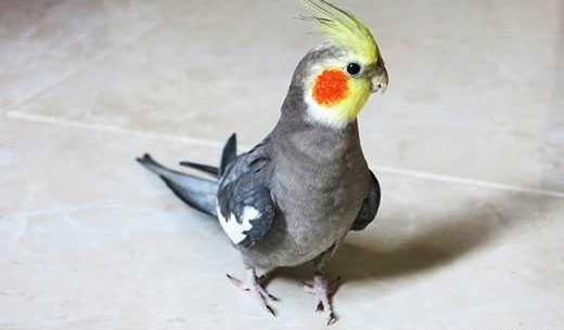 عکس جوجه عروس هلندی سه ماهه
