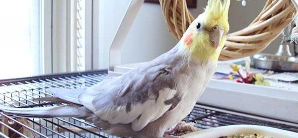 عکس جوجه عروس هلندی سه ماهه