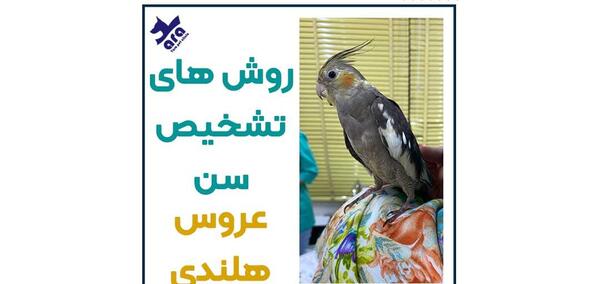 عکس جوجه عروس هلندی سه ماهه