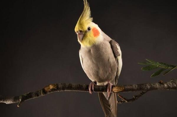 عکس عروس هلندی سفید کله زرد