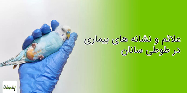 عکس مدفوع سیاه عروس هلندی