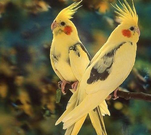 عکس عروس هلندی زیباترین