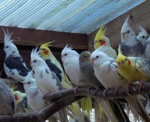 عکس قفس عروس هلندی زیبا