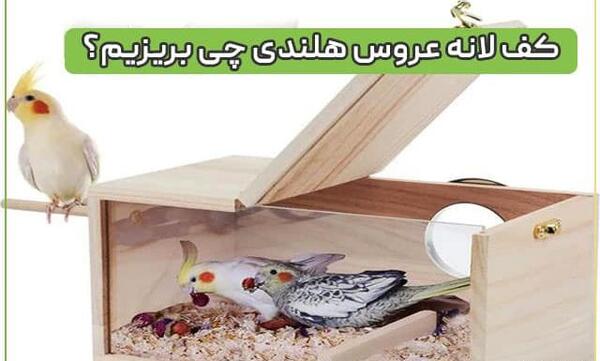 عکس قفس عروس هلندی زیبا