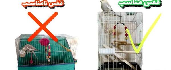 عکس لانه عروس هلندی در قفس