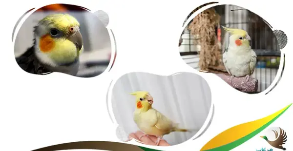 عکس جوجه عروس هلندی در سنین مختلف