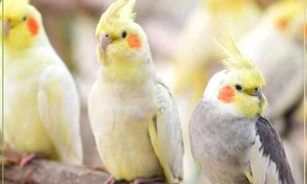 عکس جوجه عروس هلندی در سنین مختلف
