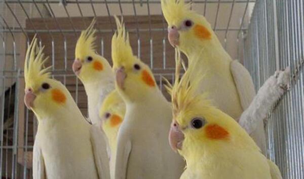 عکس عروس هلندی رنگ رنگی