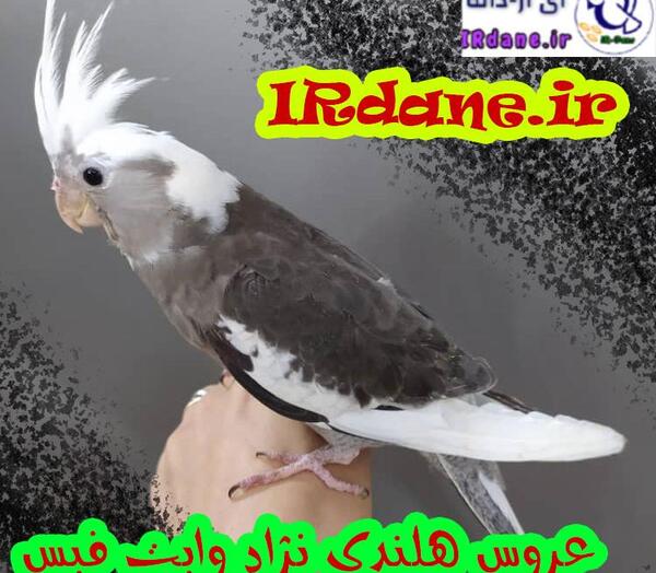 عکس عروس هلندی نژاد دارچینی