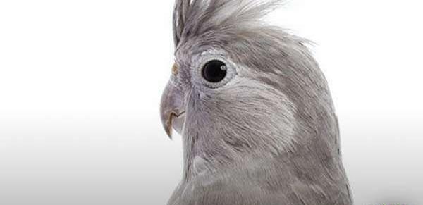 عکس عروس هلندی نژاد دارچینی