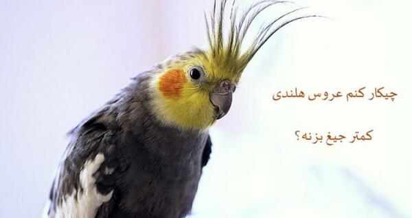 عکس خنده دار از عروس هلندی