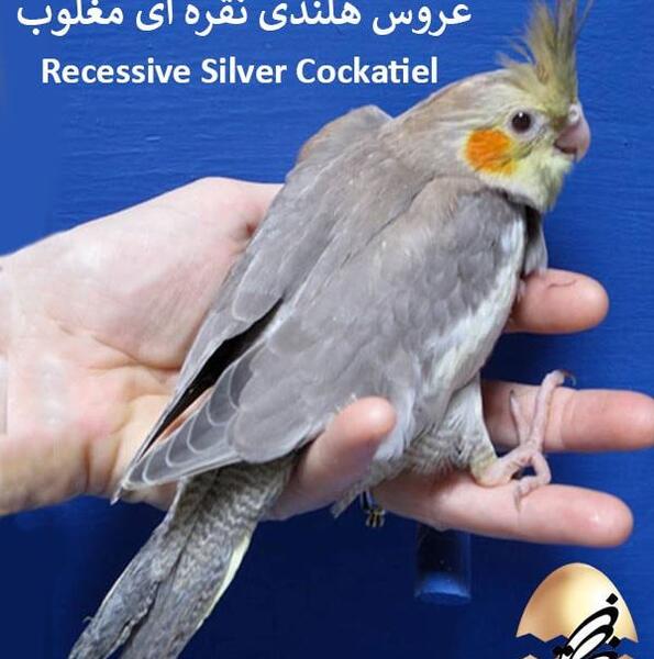 عکس عروس هلندی پیر و جوان