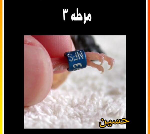 عکس حلقه پای عروس هلندی