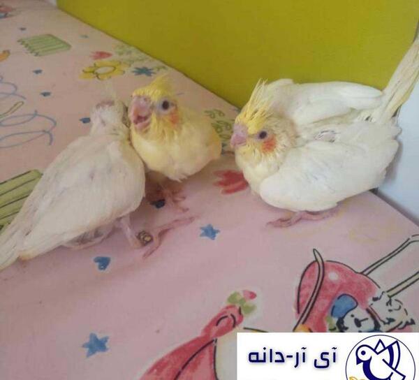 عکس چینه دان خالی عروس هلندی