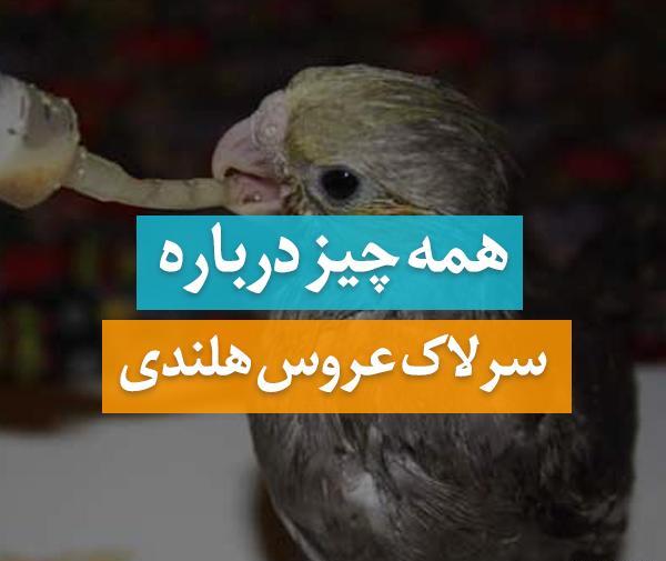عکس چینه دان پر عروس هلندی